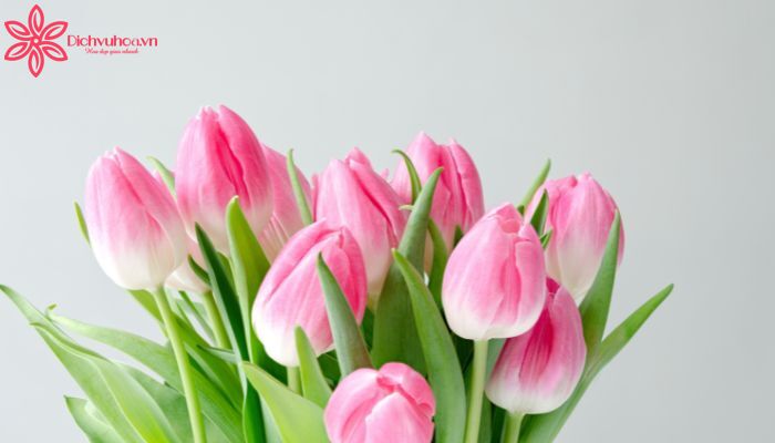 Những đóa tulip hồng - biểu tượng của tình yêu ngọt ngào