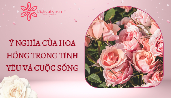 Ý Nghĩa Của Hoa Hồng: Tình Yêu Và Cuộc Sống