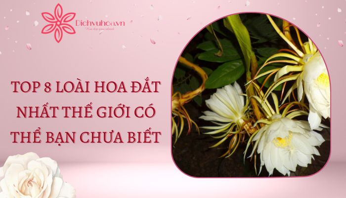 8 Loài Hoa Quý Hiếm Đắt Nhất Thế Giới