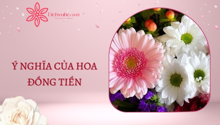 Hoa đồng tiền có ý nghĩa gì?