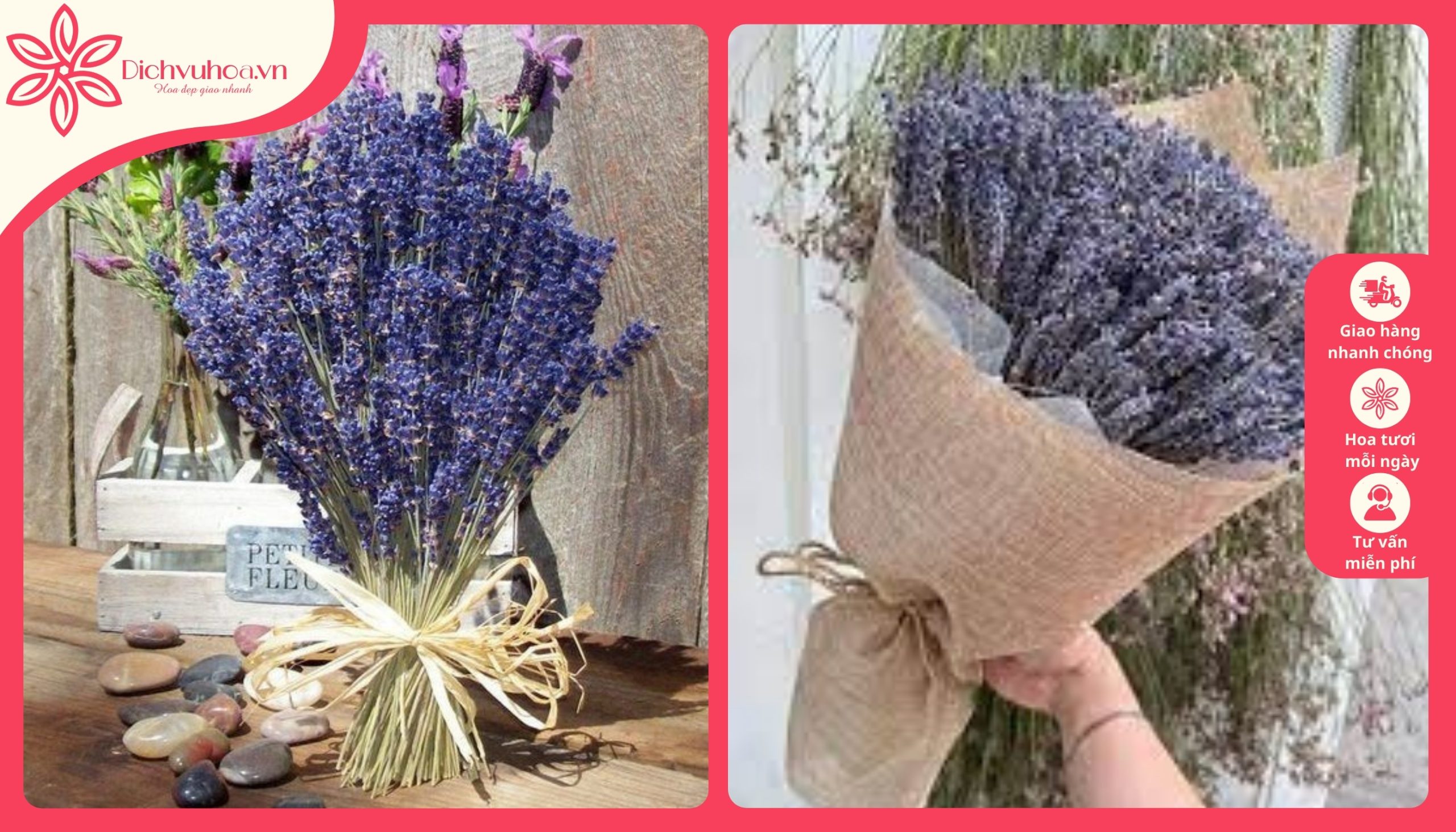 Hoa Lavender hoa mừng ngày phụ nữ 20 10