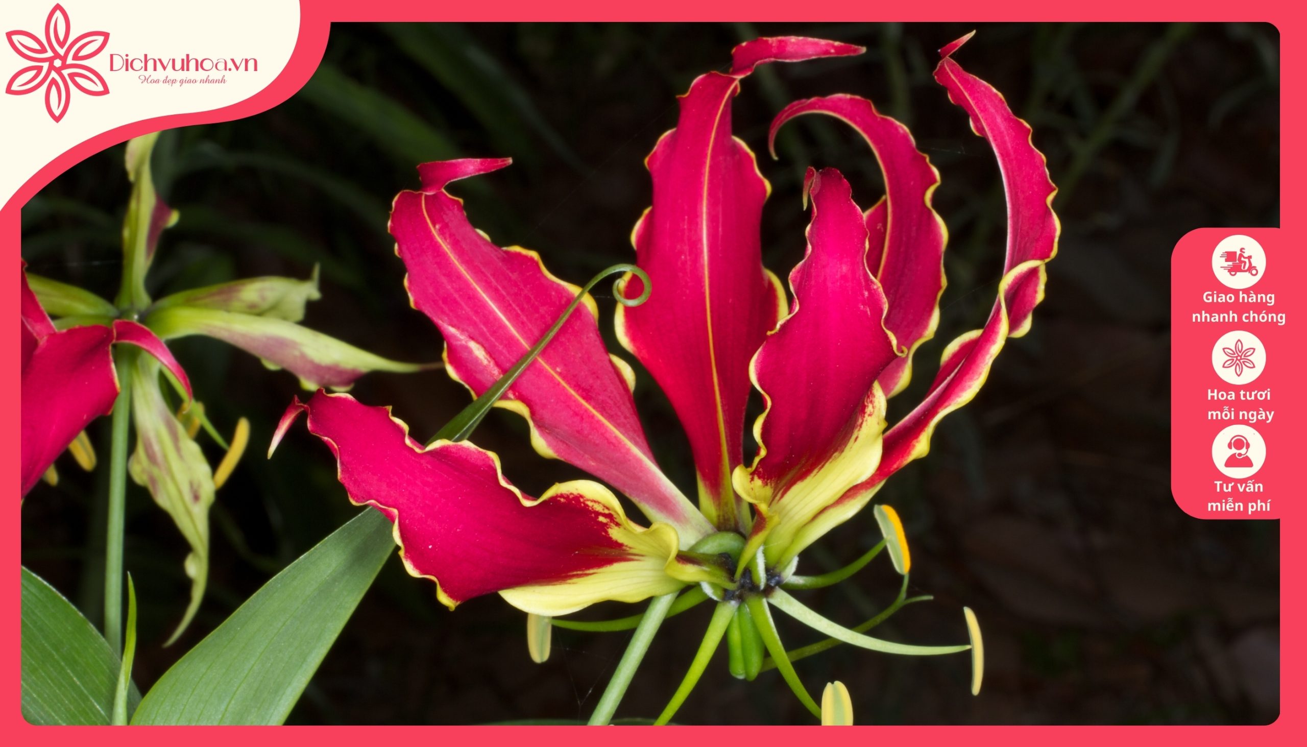 Hoa Lily lửa Gloriosa loài hoa đắt nhất thế giới