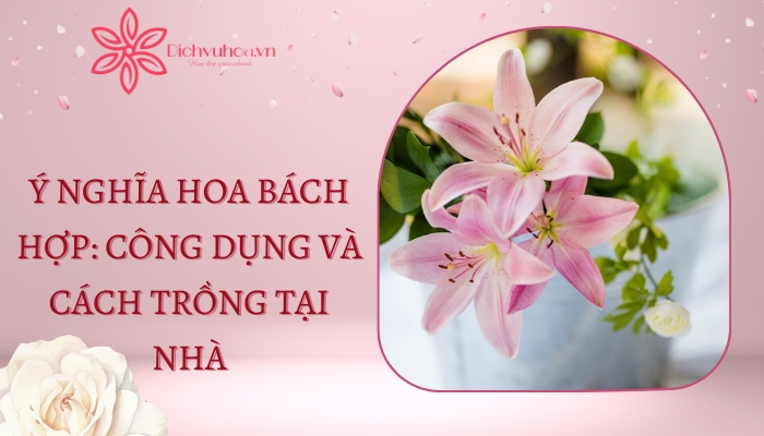 Ý Nghĩa Hoa Bách Hợp: Công Dụng Và Cách Trồng Tại Nhà