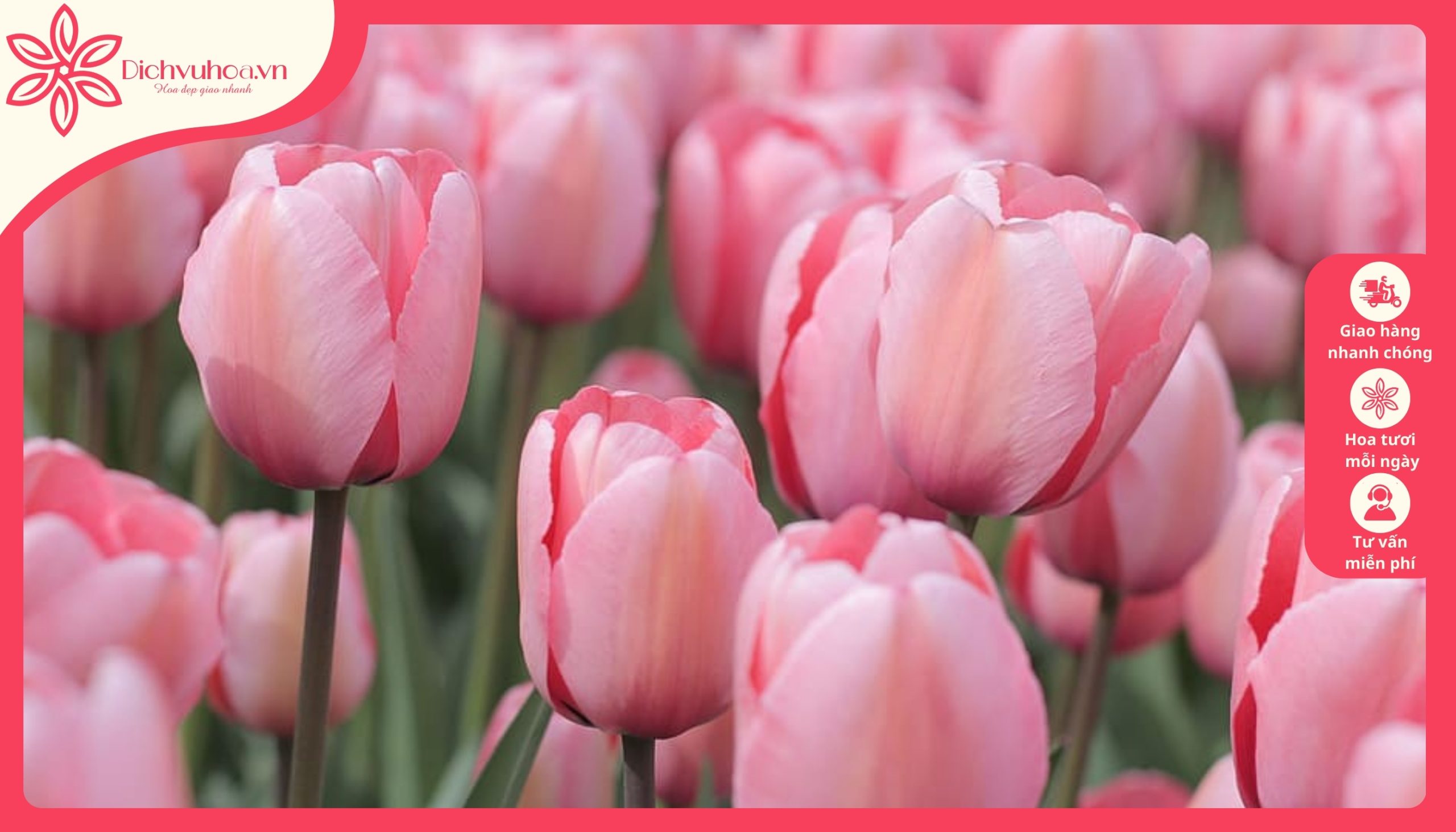 Hoa theo cung hoàng đạo Bạch Dương - Hoa Tulip