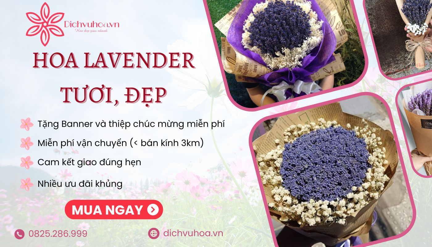 Mua hoa Lavender tươi, đẹp tại Dịch vụ hoa