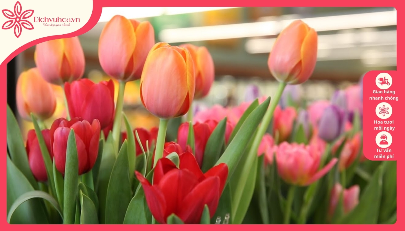 Những điều bạn nên biết về hoa tulip