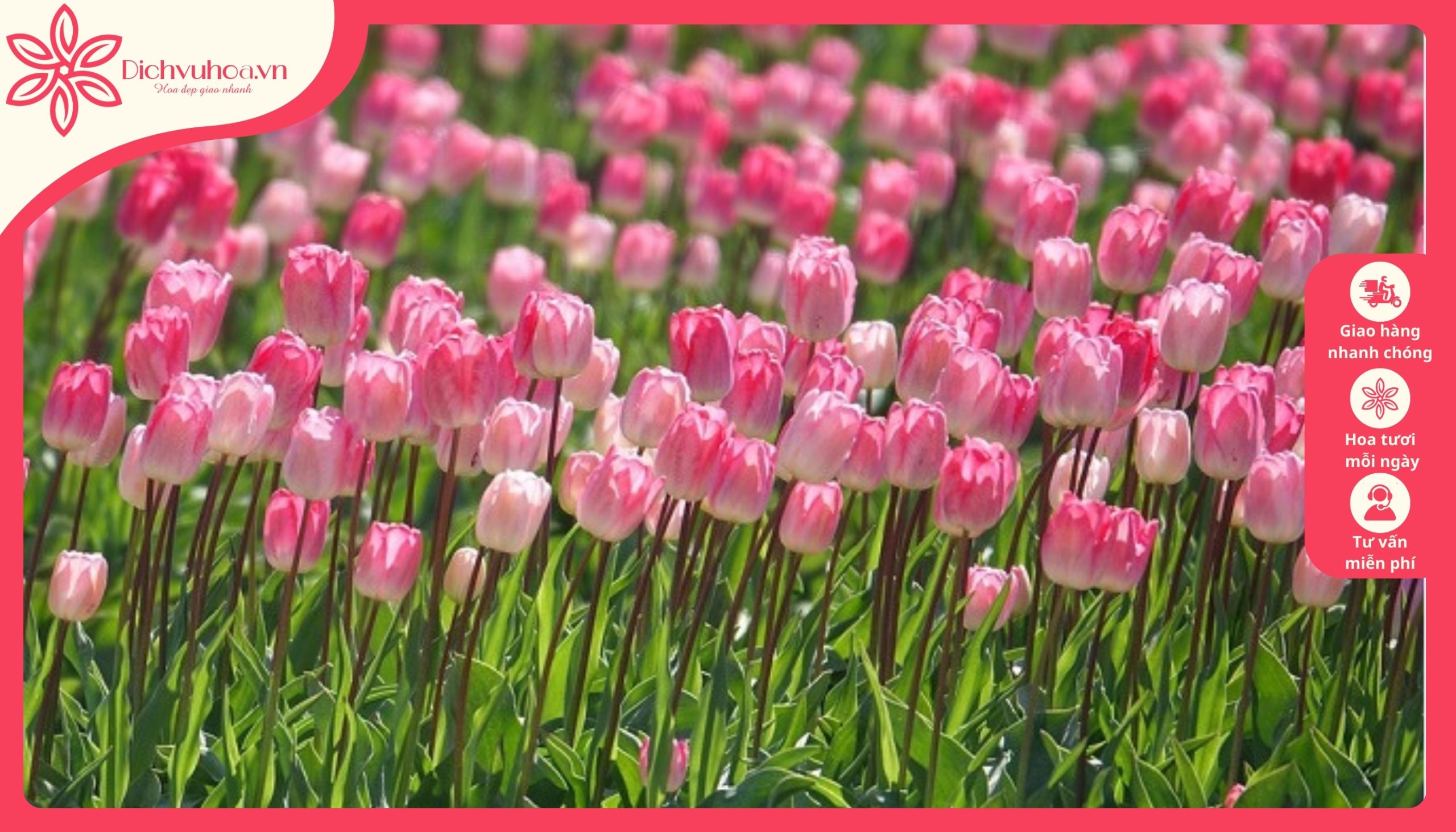 Hoa tulip rực rỡ chúc mừng năm mới