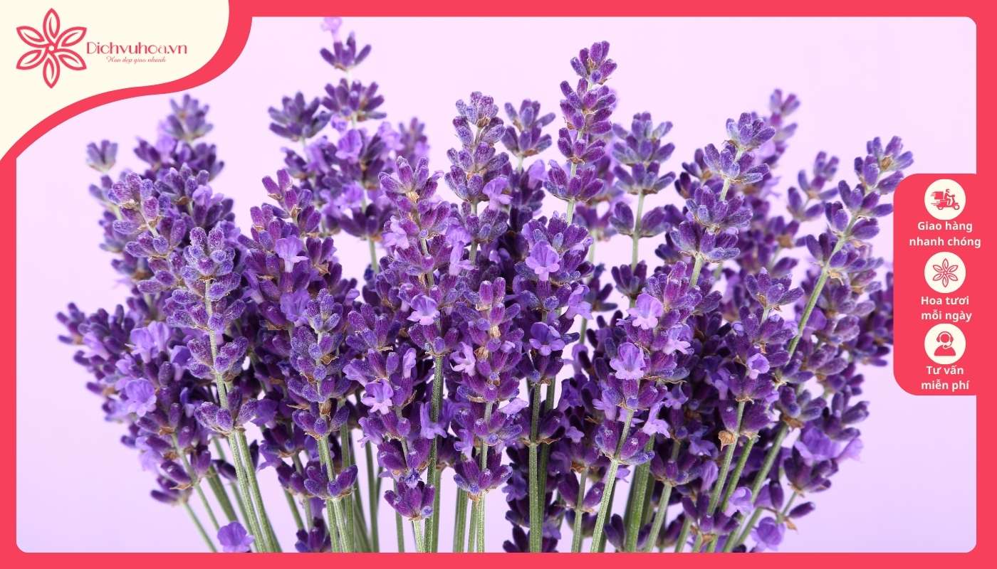 Loài hoa oải hương True Lavender