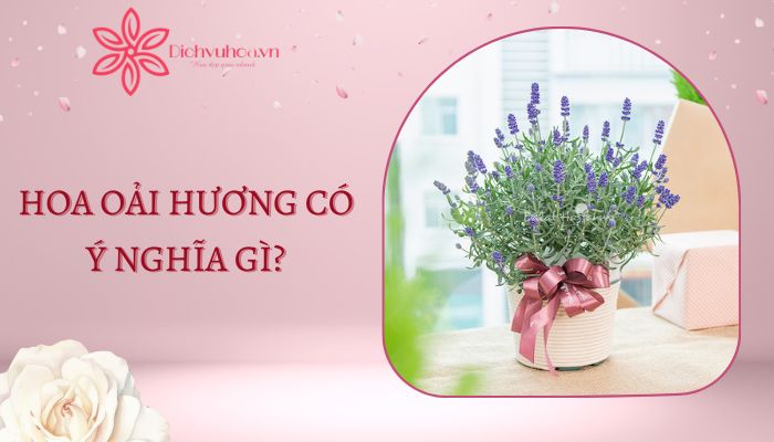 Hoa Lavender có ý nghĩa gì​? Những điềuthú vị về hoa oải hương