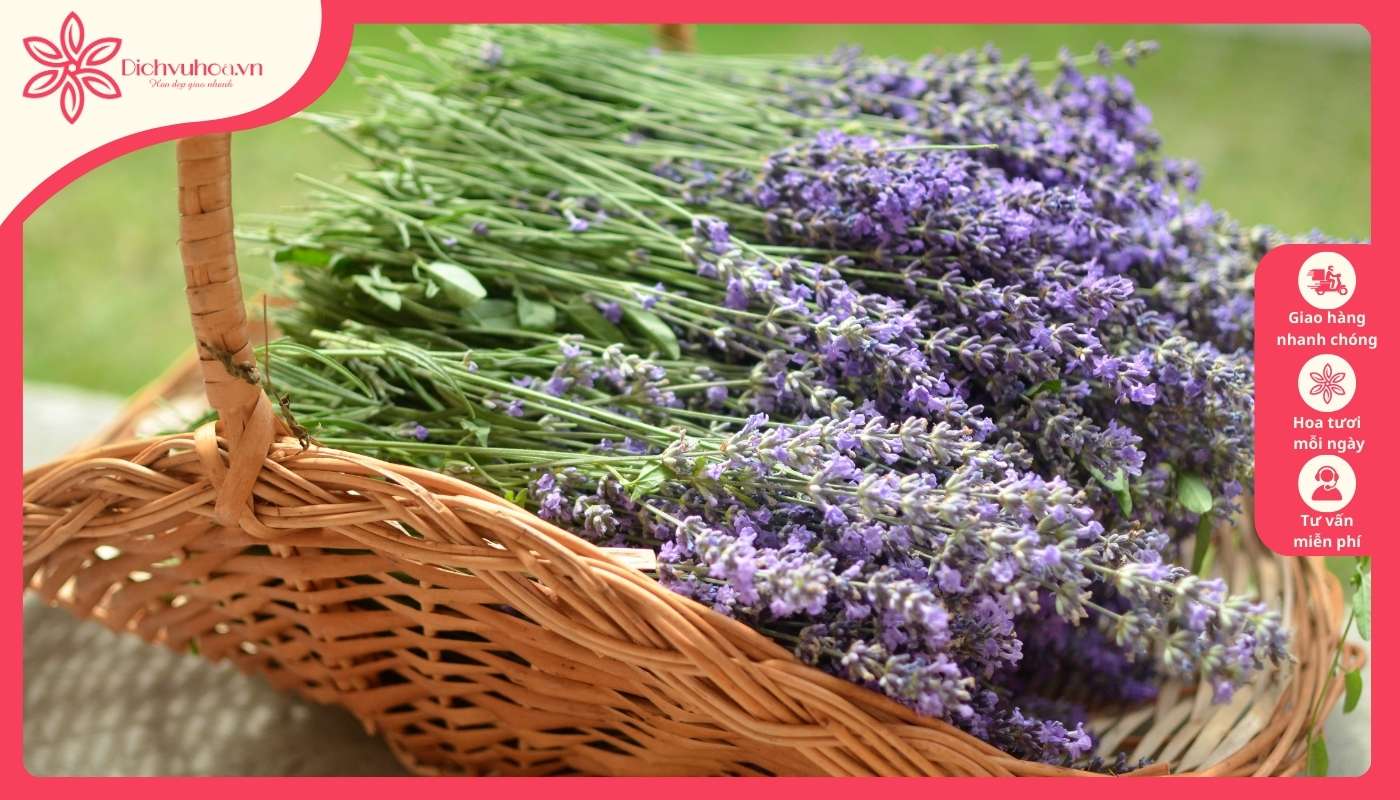 Tặng hoa Lavender tím trong ngày kỷ niệm tình yêu