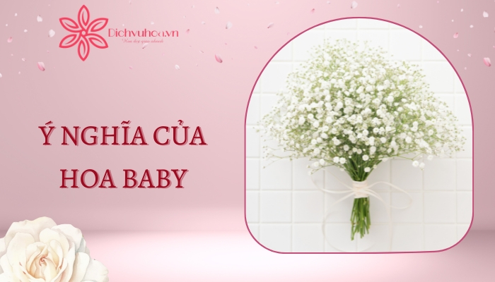 Ý nghĩa hoa baby qua từng màu sắc