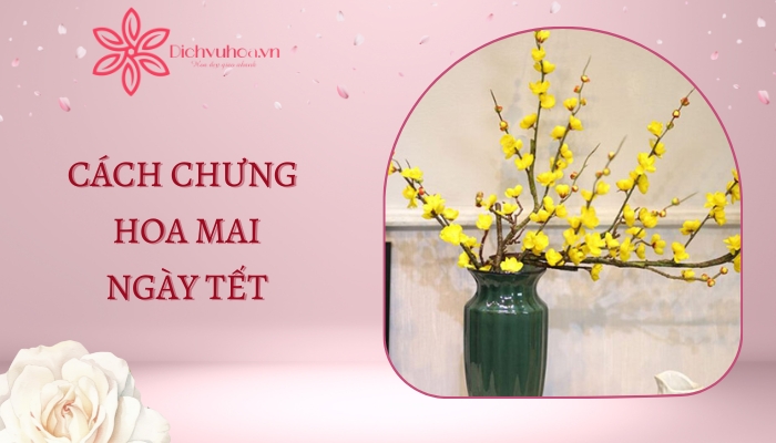 Cách chưng hoa mai ngày Tết đẹp