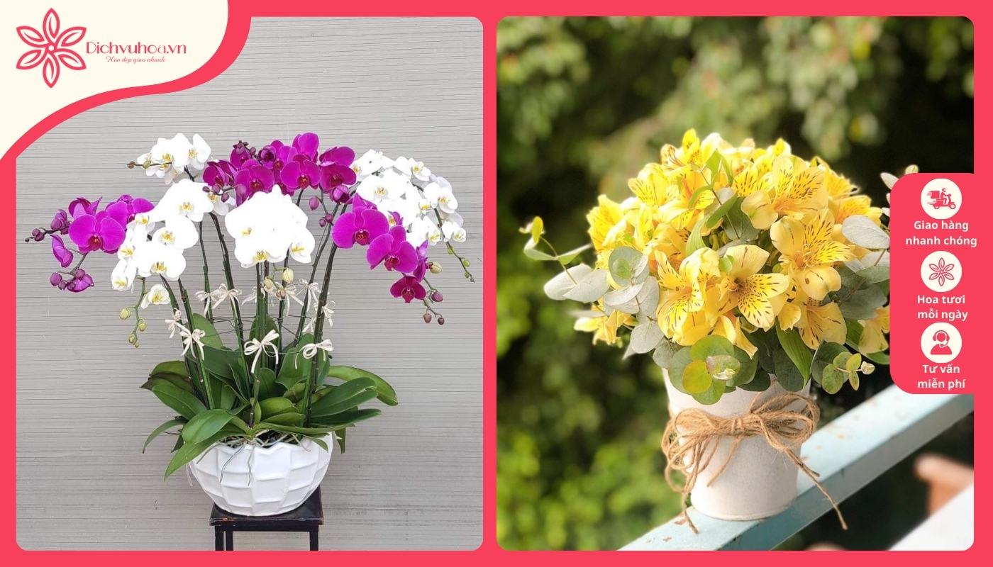 Chọn chậu hoa lan mừng sinh nhật thầy giáo đẹp Chọn chậu hoa lan mừng sinh nhật thầy giáo đẹp