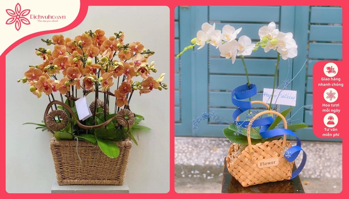 Giỏ hoa với lan hồ điệp kiêu sa Giỏ hoa với lan hồ điệp kiêu sa