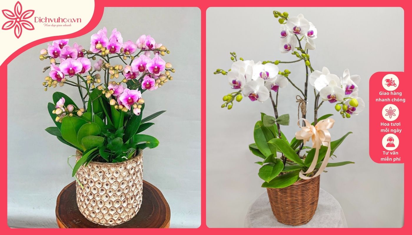 Hoa lan hồ điệp quý phái tặng anh xã Hoa lan hồ điệp quý phái tặng anh xã