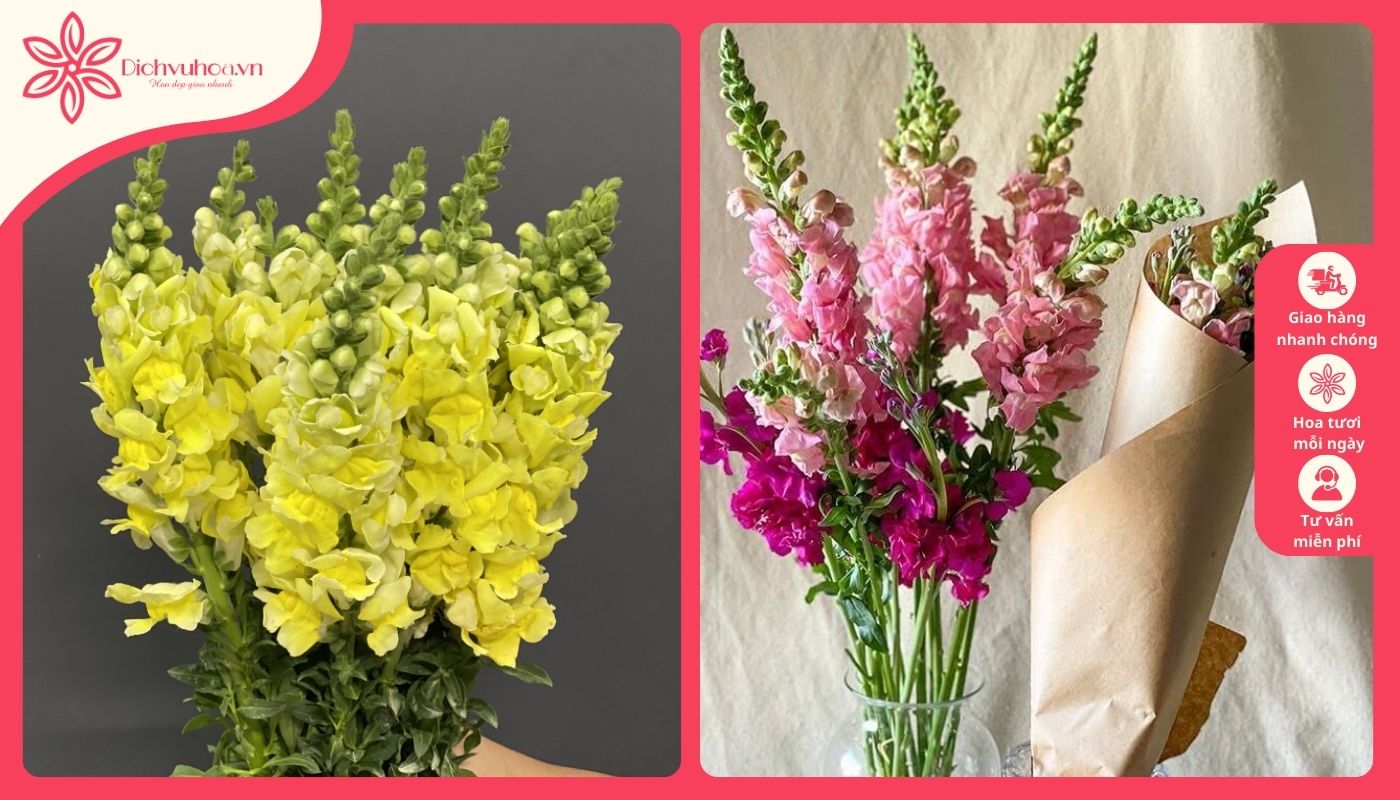 Hoa mừng sinh nhật bố với mõm sói Hoa mừng sinh nhật bố với mõm sói